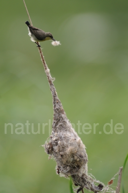 W4629 Lotosnektarvogel,Long-billed Sunbird - Peter Wächtershäuser