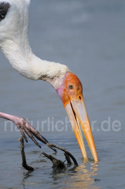 W4660 Buntstorch,Painted Stork - Peter Wächtershäuser