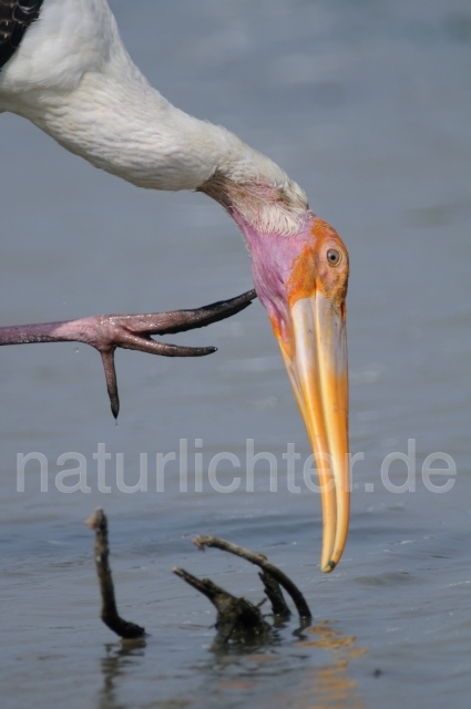 W4661 Buntstorch,Painted Stork - Peter Wächtershäuser