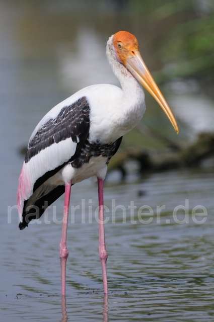 W4663 Buntstorch,Painted Stork - Peter Wächtershäuser