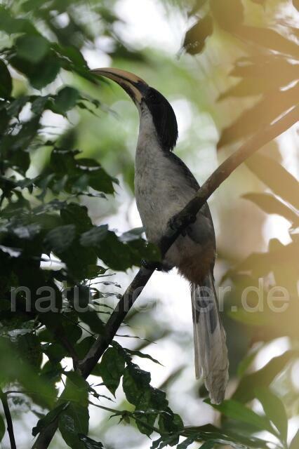 W4768 Sri Lanka Grey Hornbill - Peter Wächtershäuser