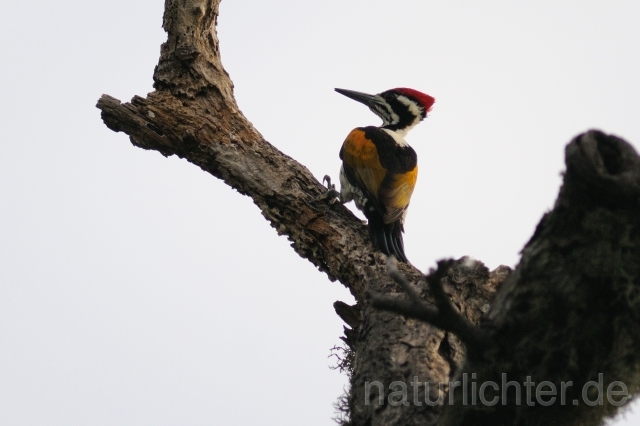 W4822 Goldschulterspecht,White-naped Woodpecker - Peter Wächtershäuser