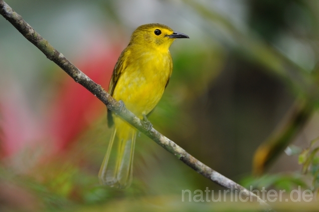 W4842 Goldbrauenbülbül,Yellow-browed Bulbul - Peter Wächtershäuser