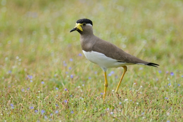 W4847 Gelblappenkiebitz,Yellow-wattled Lapwing - Peter Wächtershäuser