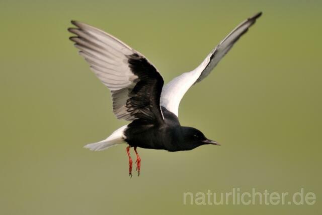 W4889 Weißflügel-Seeschwalbe,White-winged Black Tern - Peter Wächtershäuser