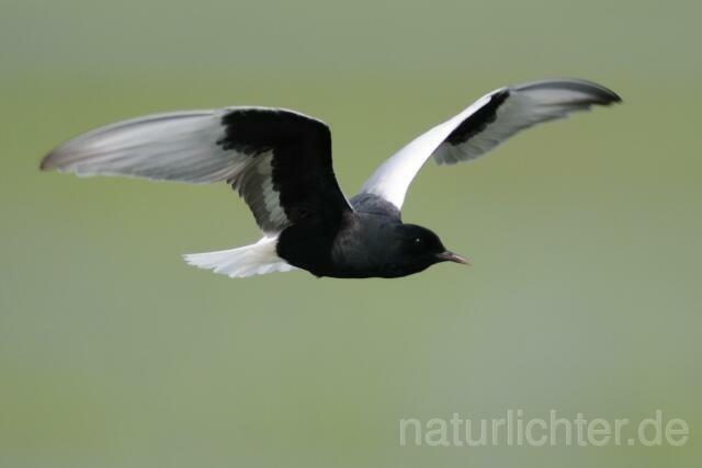 W4893 Weißflügel-Seeschwalbe,White-winged Black Tern - Peter Wächtershäuser