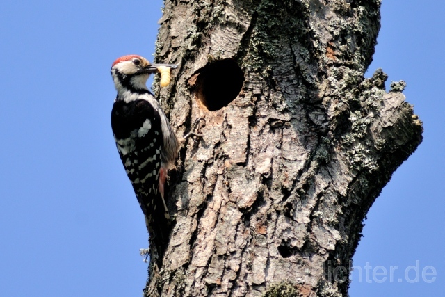 W4918 Weißrückenspecht,White-backed Woodpecker - Peter Wächtershäuser