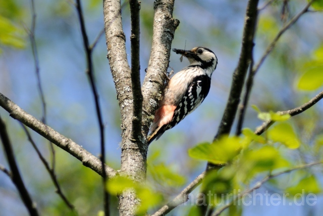 W4921 Weißrückenspecht,White-backed Woodpecker - Peter Wächtershäuser