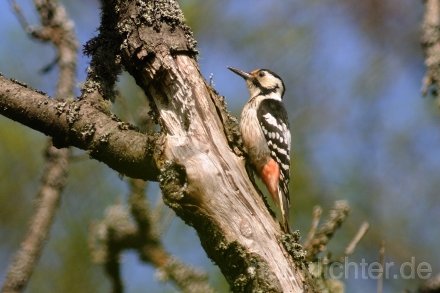 W4922 Weißrückenspecht,White-backed Woodpecker - Peter Wächtershäuser