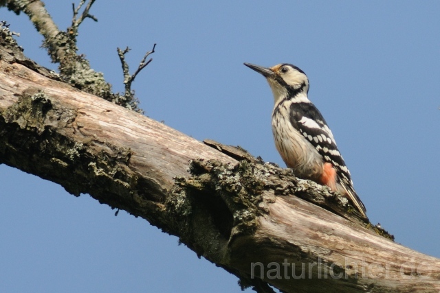 W4923 Weißrückenspecht,White-backed Woodpecker - Peter Wächtershäuser