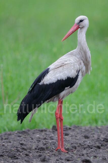 W4929 Weißstorch,White Stork - Peter Wächtershäuser