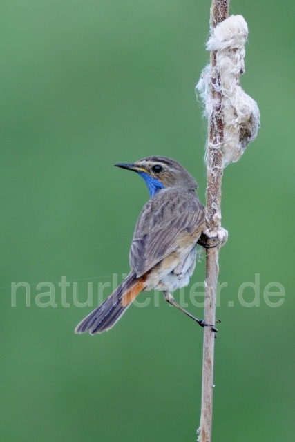 W4966 Blaukehlchen,Bluethroat - Peter Wächtershäuser