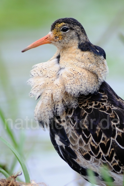 W5073 Kampfläufer,Ruff - Peter Wächtershäuser