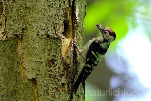 W5123 Kleinspecht,Lesser Spotted Woodpecker - Peter Wächtershäuser