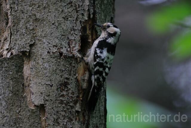 W5124 Kleinspecht,Lesser Spotted Woodpecker - Peter Wächtershäuser