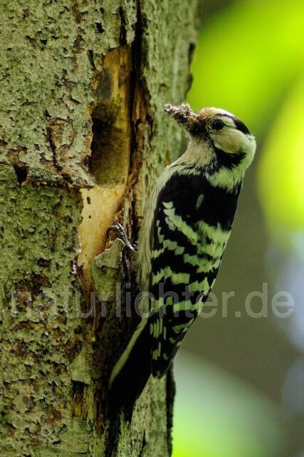 W5125 Kleinspecht,Lesser Spotted Woodpecker - Peter Wächtershäuser