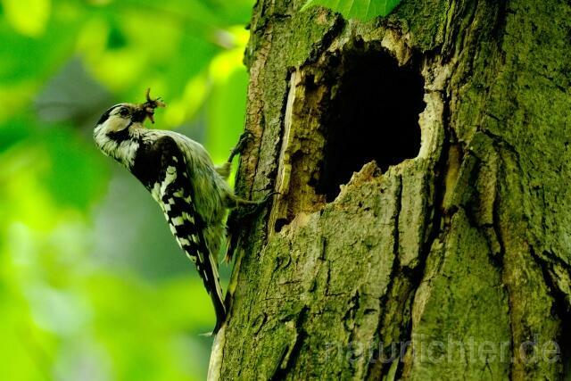 W5126 Kleinspecht,Lesser Spotted Woodpecker - Peter Wächtershäuser