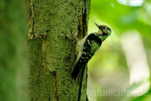 W5127 Kleinspecht,Lesser Spotted Woodpecker - Peter Wächtershäuser