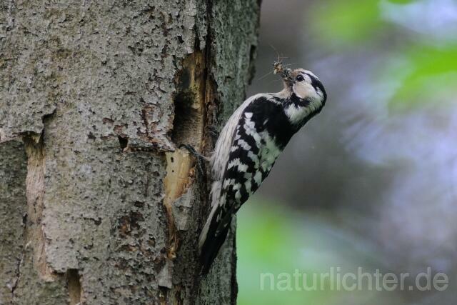 W5130 Kleinspecht,Lesser Spotted Woodpecker - Peter Wächtershäuser