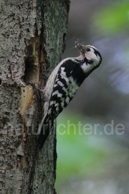 W5131 Kleinspecht,Lesser Spotted Woodpecker - Peter Wächtershäuser