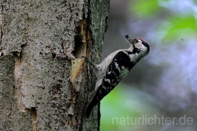 W5132 Kleinspecht,Lesser Spotted Woodpecker - Peter Wächtershäuser