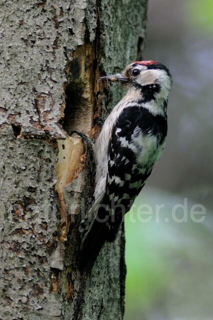W5133 Kleinspecht,Lesser Spotted Woodpecker - Peter Wächtershäuser