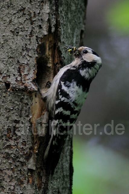 W5134 Kleinspecht,Lesser Spotted Woodpecker - Peter Wächtershäuser
