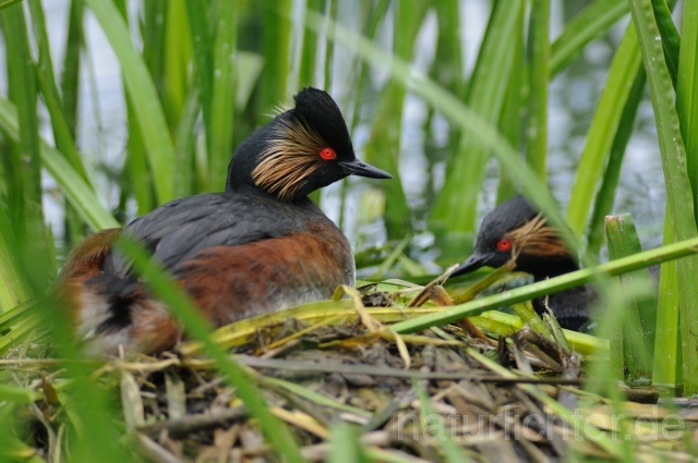 W5181 Schwarzhalstaucher,Black-necked Grebe - Peter Wächtershäuser