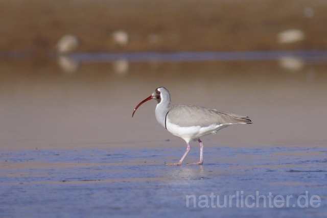 W6211 Ibisschnabel,Ibisbill - Peter Wächtershäuser