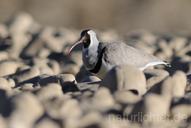 W6215 Ibisschnabel,Ibisbill - Peter Wächtershäuser