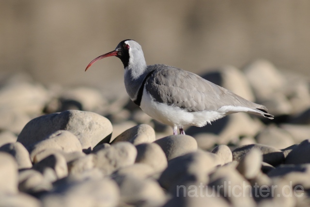 W6216 Ibisschnabel,Ibisbill - Peter Wächtershäuser