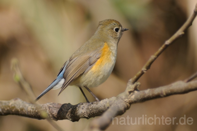 W6240 Blauschwanz,Orange-flanked Bush-Robin - Peter Wächtershäuser