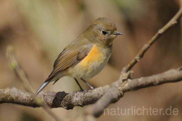 W6241 Blauschwanz,Orange-flanked Bush-Robin - Peter Wächtershäuser