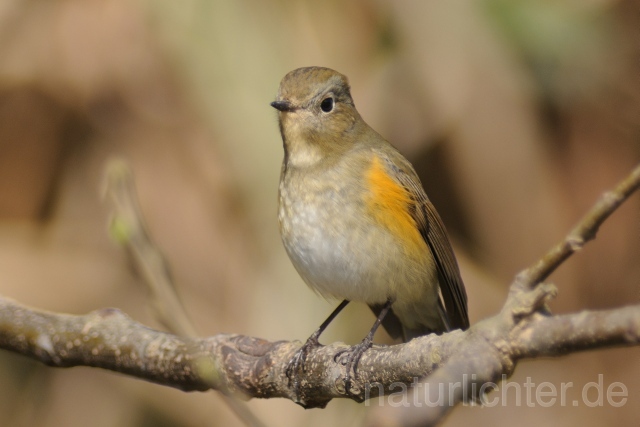 W6242 Blauschwanz,Orange-flanked Bush-Robin - Peter Wächtershäuser