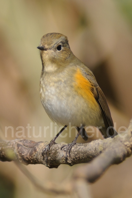 W6243 Blauschwanz,Orange-flanked Bush-Robin - Peter Wächtershäuser