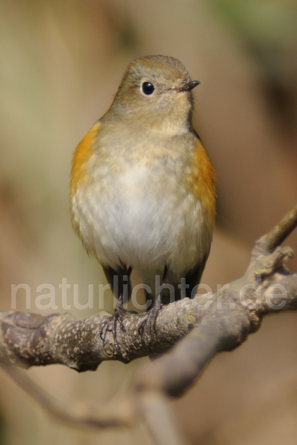 W6244 Blauschwanz,Orange-flanked Bush-Robin - Peter Wächtershäuser