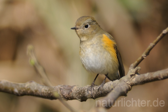 W6245 Blauschwanz,Orange-flanked Bush-Robin - Peter Wächtershäuser