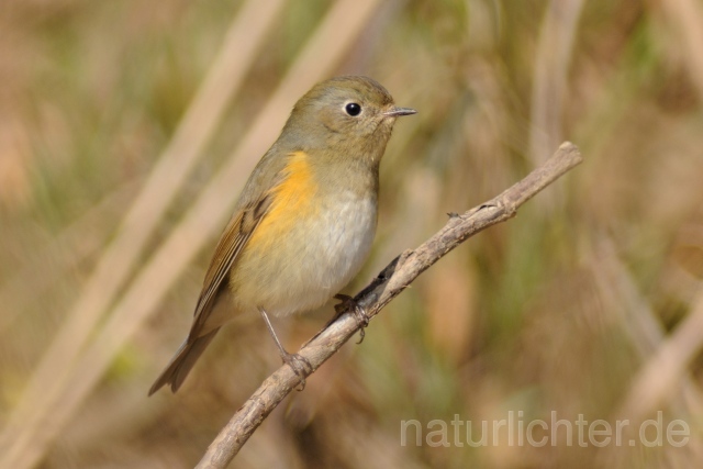 W6246 Blauschwanz,Orange-flanked Bush-Robin - Peter Wächtershäuser