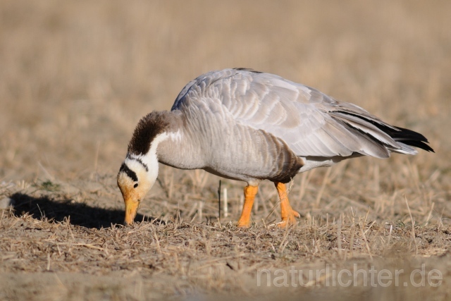 W6559 Streifengans,Bar-headed Goose - Peter Wächtershäuser