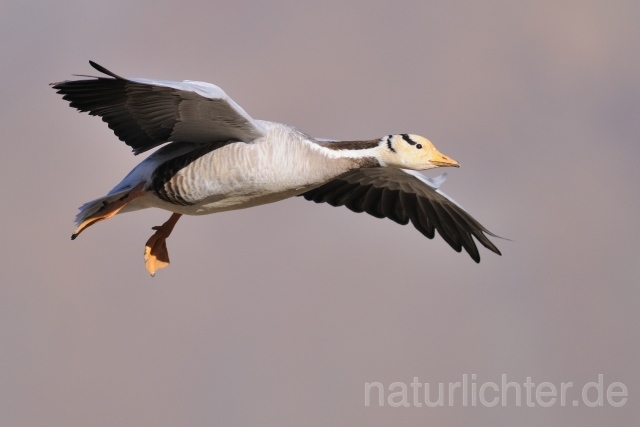 W6570 Streifengans,Bar-headed Goose - Peter Wächtershäuser