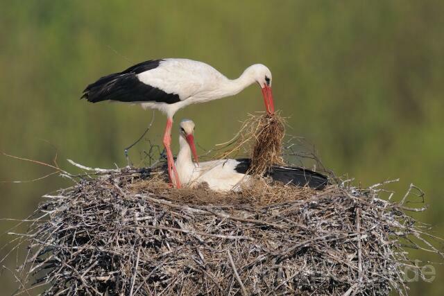 W6701 Weißstorch,White Stork - Peter Wächtershäuser