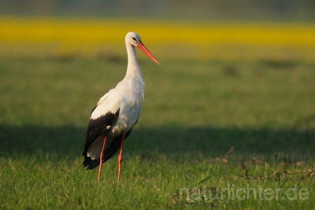 W6706 Weißstorch,White Stork - Peter Wächtershäuser