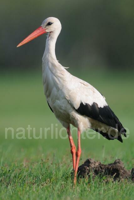 W6710 Weißstorch,White Stork - Peter Wächtershäuser