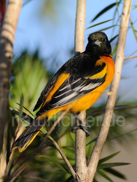 W6803 Baltimoretrupial,Baltimore Oriole - Peter Wächtershäuser