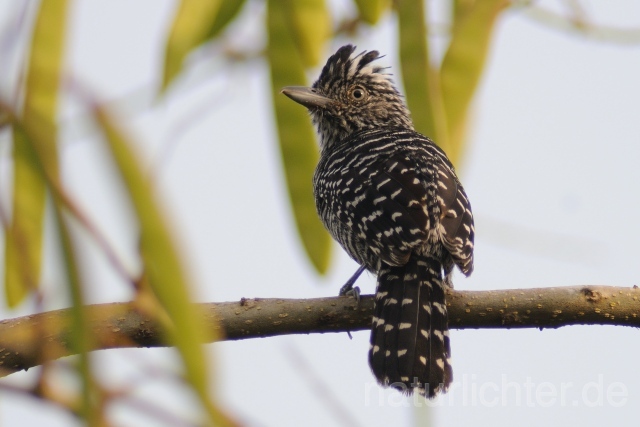 W6806 Bindenwollrücken,Barred Antshrike - Peter Wächtershäuser