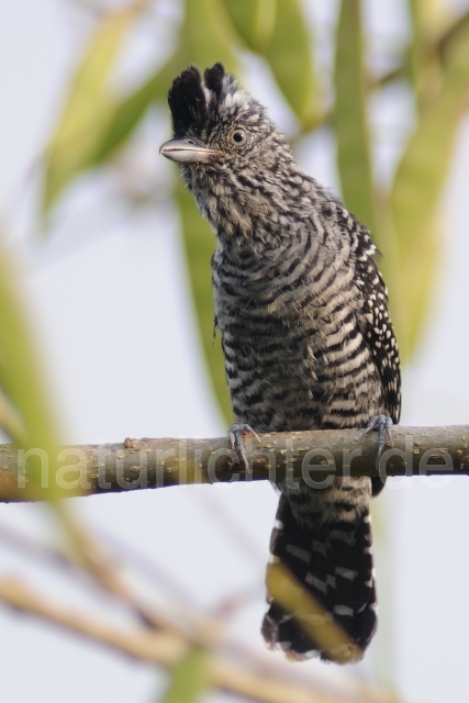 W6807 Bindenwollrücken,Barred Antshrike - Peter Wächtershäuser