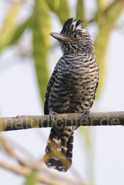 W6808 Bindenwollrücken,Barred Antshrike - Peter Wächtershäuser