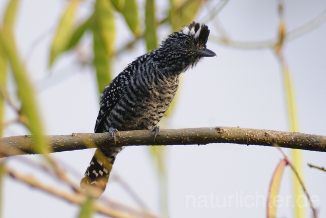 W6809 Bindenwollrücken,Barred Antshrike - Peter Wächtershäuser