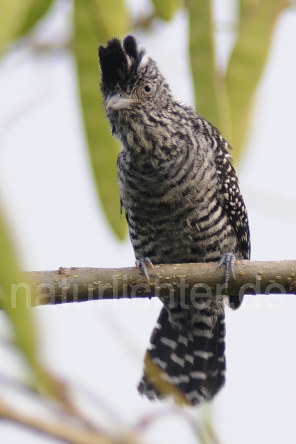 W6810 Bindenwollrücken,Barred Antshrike - Peter Wächtershäuser