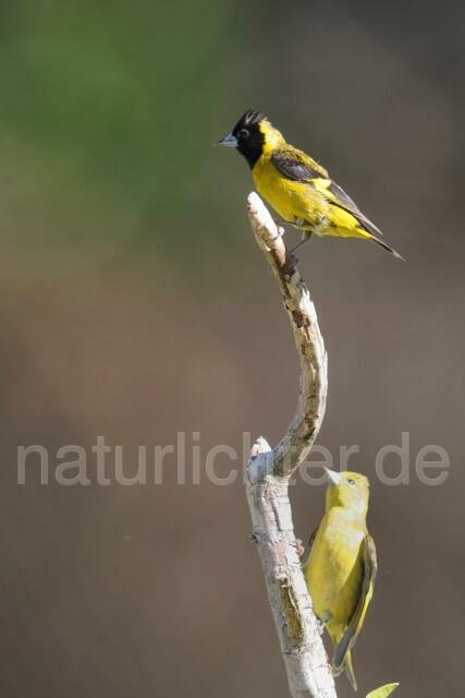 W6823 Schwarzbrustzeisig,Black-headed Siskin - Peter Wächtershäuser